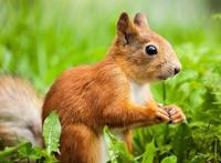 看动漫学英语，海绵宝宝第一季第二集对白（中英对照）