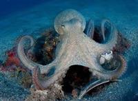 海绵宝宝：比奇堡生物原型，痞老板是远古生物，章鱼哥少两根爪子