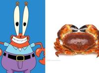 动漫：现实版的《海绵宝宝》，蟹老板被煮熟，珊迪的还原度最高！