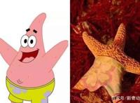 动漫：现实版的《海绵宝宝》，蟹老板被煮熟，珊迪的还原度最高！