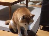 主人外出没带狗狗，柴犬的表情仿佛世界末日，你要抛家弃子吗？