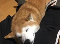 主人外出没带狗狗，柴犬的表情仿佛世界末日，你要抛家弃子吗？