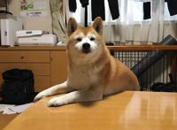 主人外出没带狗狗，柴犬的表情仿佛世界末日，你要抛家弃子吗？