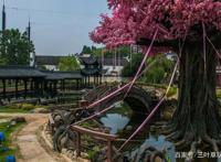 去临安河桥古镇，下车伊始就看到了《狐妖小红娘》的涂山城