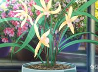 《苍兰诀》动画发布预告，特效炸裂，魔尊归来，会怎么炸昊天塔呢