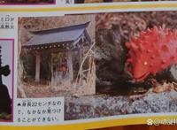 《德凯奥特曼》又新增怪兽幼崽，萌萌的很可爱，看起来没有破坏力