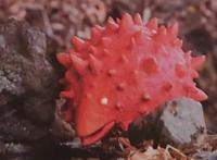 《德凯奥特曼》又新增怪兽幼崽，萌萌的很可爱，看起来没有破坏力