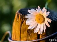 三门峡市2021-2022学年度下学期期中质量检测高二语文