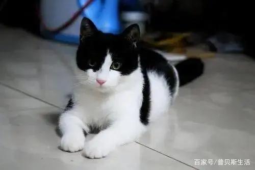 卡通片里的猫咪，现实中是这些品种...