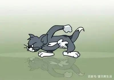 卡通片里的猫咪，现实中是这些品种...