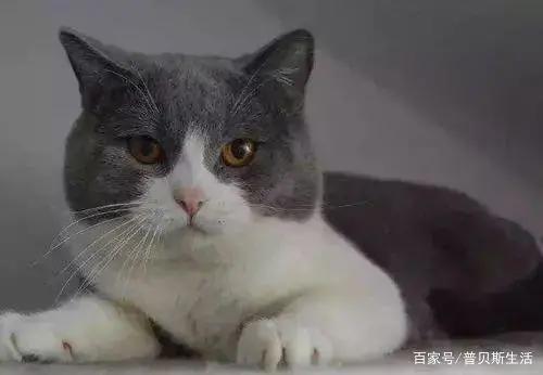 卡通片里的猫咪，现实中是这些品种...