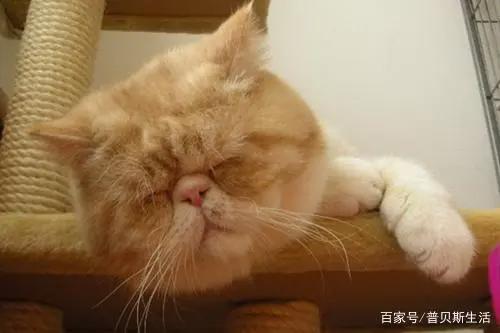 卡通片里的猫咪，现实中是这些品种...