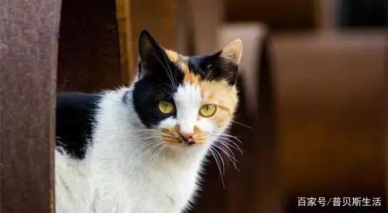 卡通片里的猫咪，现实中是这些品种...