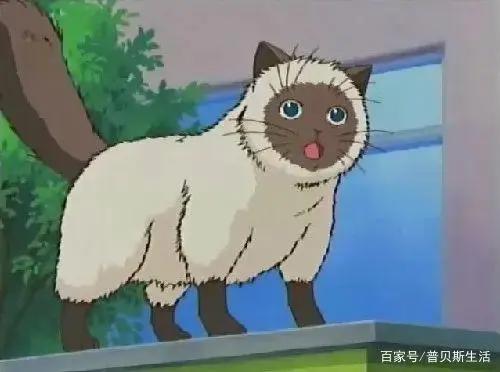 卡通片里的猫咪，现实中是这些品种...