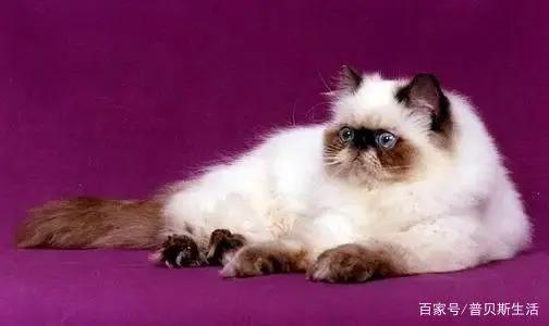 卡通片里的猫咪，现实中是这些品种...