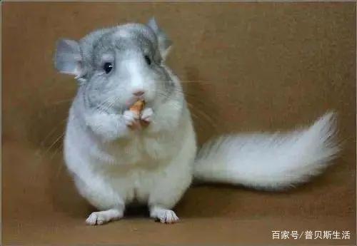 卡通片里的猫咪，现实中是这些品种...