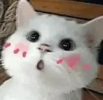 打破“次元壁”！这场盛会，不来看看？