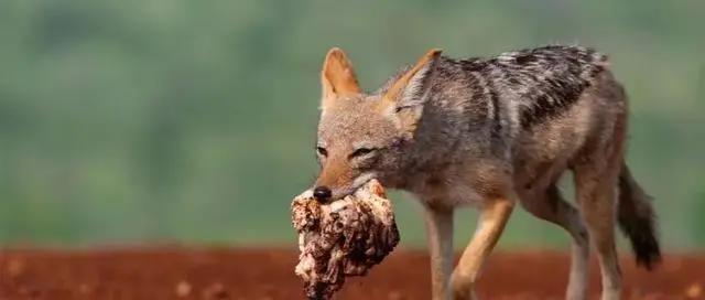 东京奥运会真的来了！开幕式就在今晚！