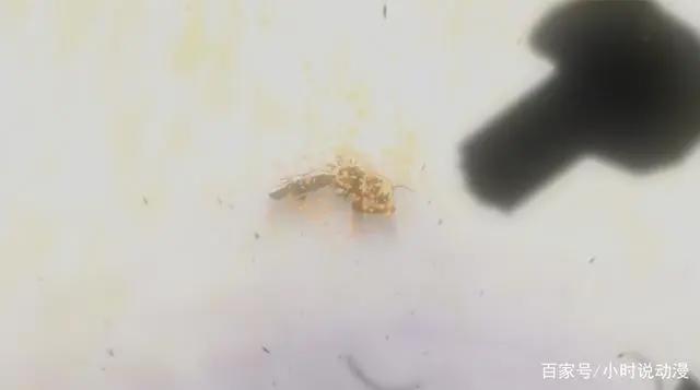 日本动漫《clannad》：渚为什么会起死回生？高帧少女又是谁？