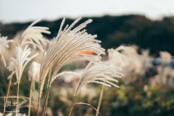 与权志龙小迷妹玩转济州神话世界