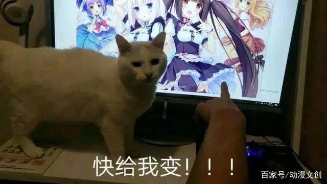 别人家的猫不仅是猫娘，而且还很聪明，自家的橘猫却只会长胖