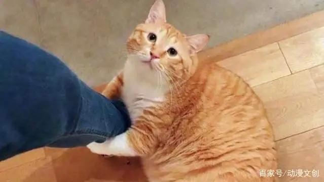 别人家的猫不仅是猫娘，而且还很聪明，自家的橘猫却只会长胖