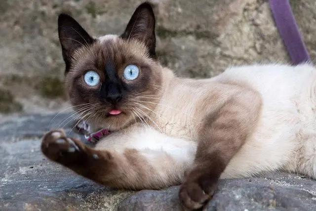 对日漫猫娘的错误认知：你以为只有两只耳朵，不，人家有四只！