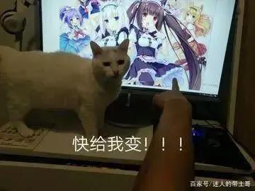 猛男必看番剧：既贤惠又可爱的猫娘，她难道不香吗！