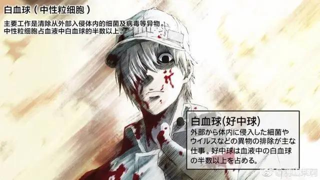 《工作细胞》——纵观整个动漫界，唯有这部番的老婆我是拥有的