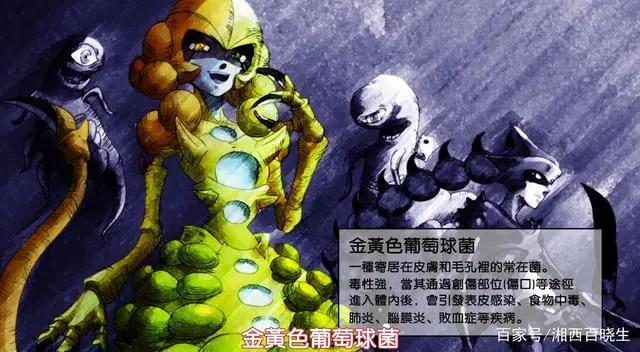 工作细胞，既好看又科普的良心动漫