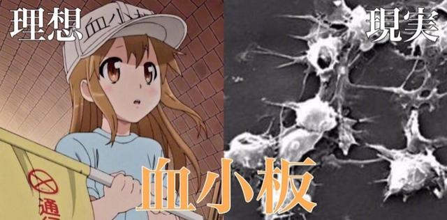 时隔14年，央视再播日本动漫《工作细胞》，不愧是9.8分的神作