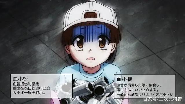 工作细胞第二季：新细胞酷似大号血小板，而戴反帽则治愈力十足