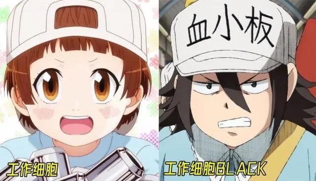 《工作细胞》第二季与BLACK同时开播，两边对比血小板不萌了？