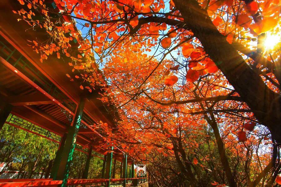 优酷动漫秋季片单，热烈来袭！