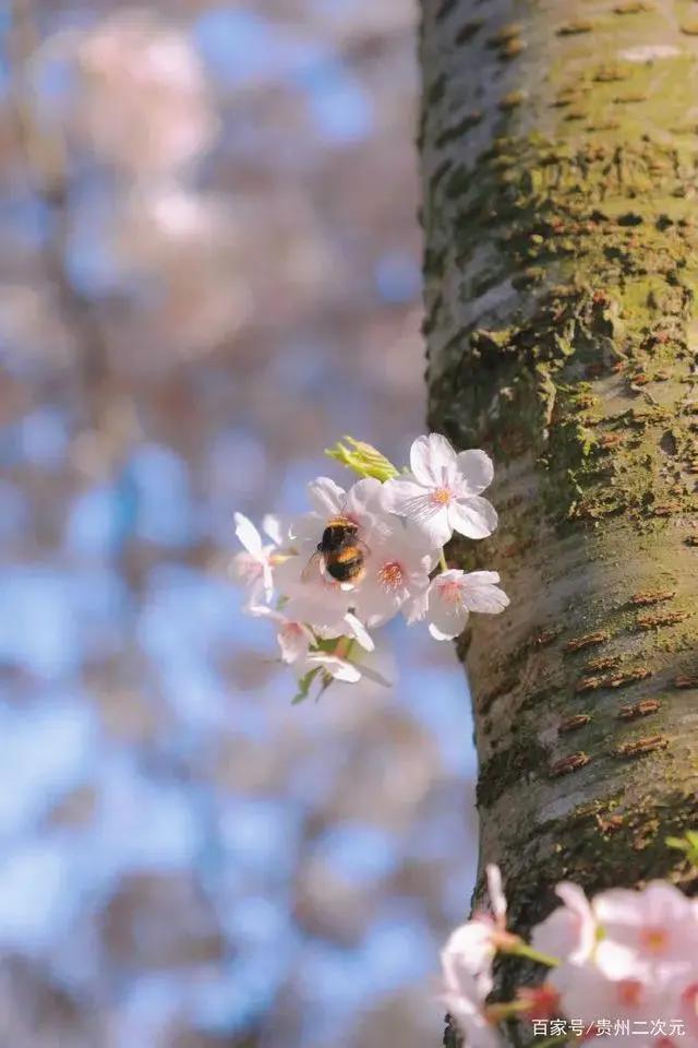 《更衣人偶坠入爱河》喜多川海梦cosplay