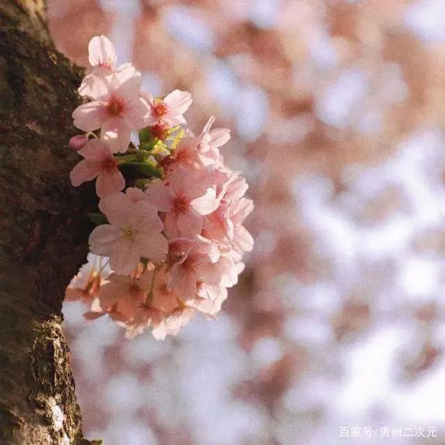 《更衣人偶坠入爱河》喜多川海梦cosplay