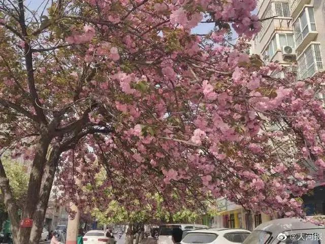 痛！郑州8岁男童因上厕所坠井身亡丨丨就在今晚，“九连涨”后首次下调（大河早新闻语音版）