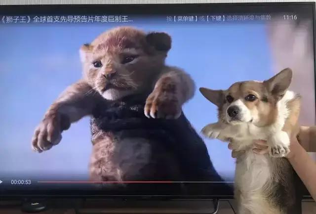 小飞象之后还有皮卡丘，好莱坞真人版动画拍上瘾！