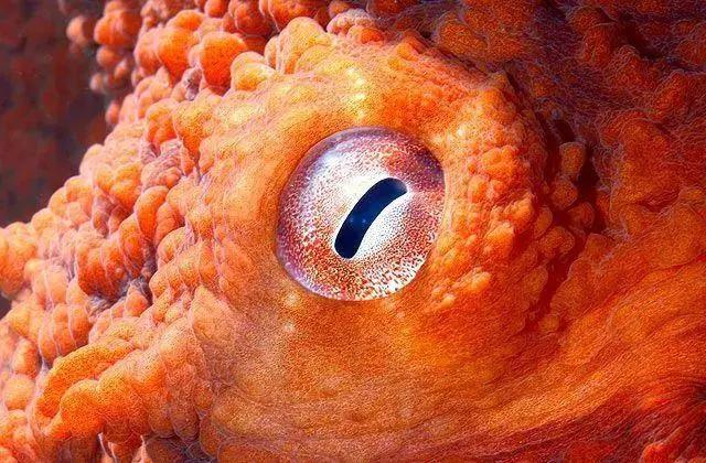 海绵宝宝里居然藏着这么多生物冷知识，小时候没看懂真的可惜了