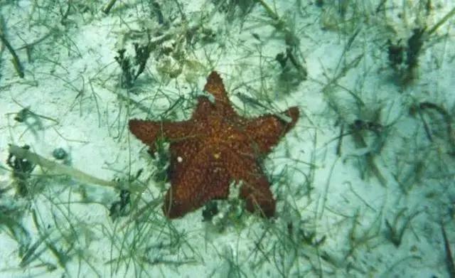 海绵宝宝里居然藏着这么多生物冷知识，小时候没看懂真的可惜了