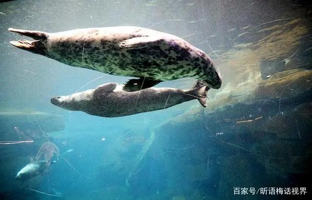 海底小纵队火焰之环大电影浓情上映曲江海洋馆免费送票