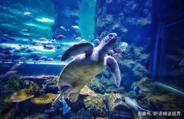 海底小纵队火焰之环大电影浓情上映曲江海洋馆免费送票