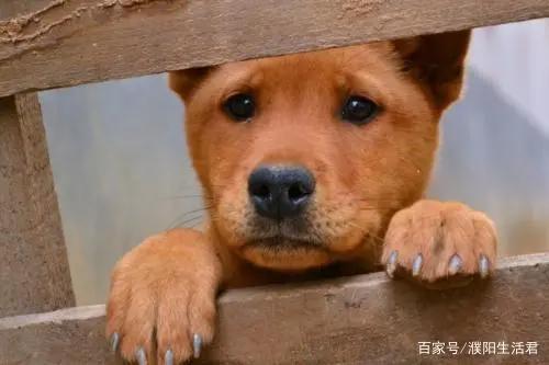 大润发、海底捞、考拉大冒险齐聚此地，濮阳这个地方怎么了？