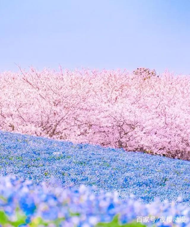 动漫cosplay：花如樱花，倾城如君，日本最适合coser出外景的地点