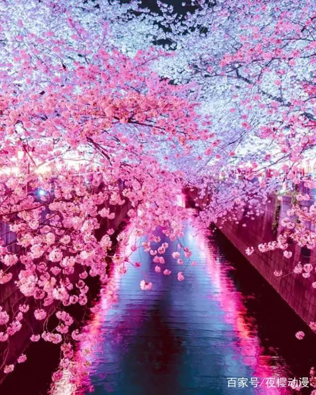 动漫cosplay：花如樱花，倾城如君，日本最适合coser出外景的地点