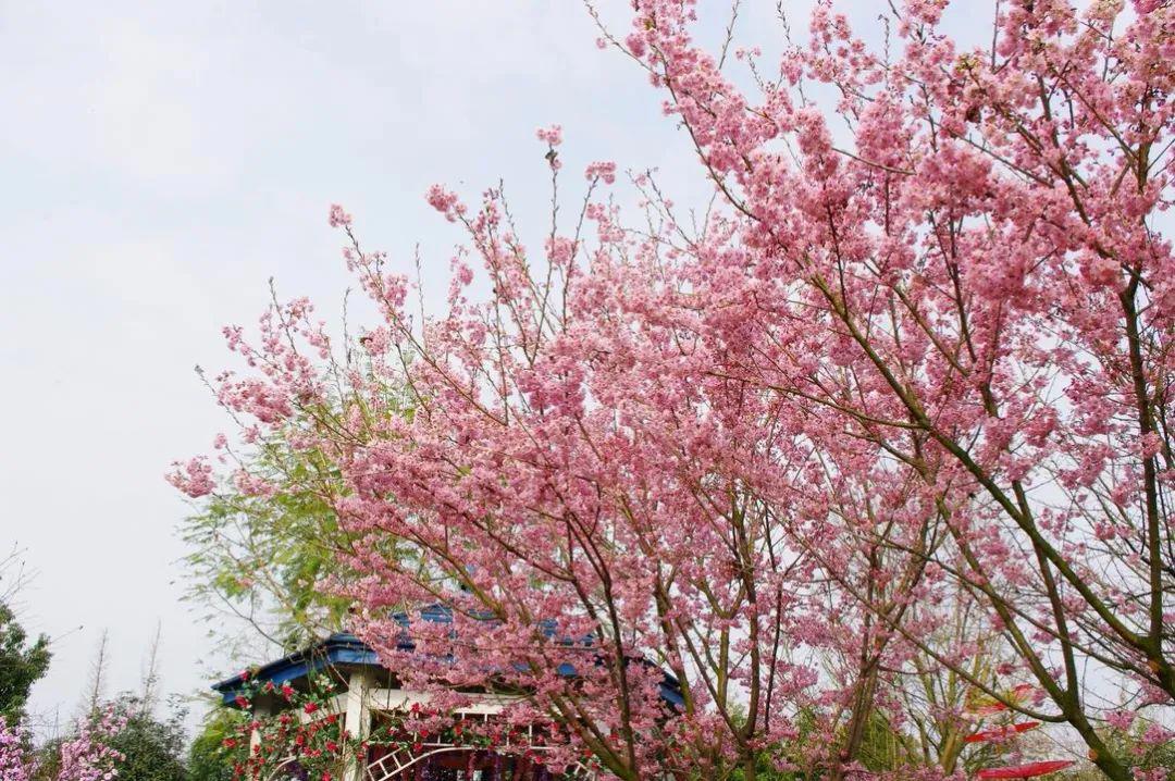 春天的味道｜绝美！免门票！粉樱如海，四季东城农庄2022赏樱季开启！