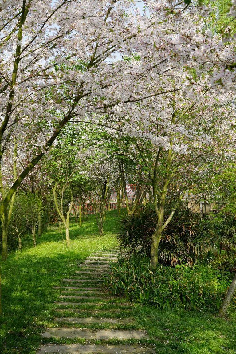 春天的味道｜绝美！免门票！粉樱如海，四季东城农庄2022赏樱季开启！