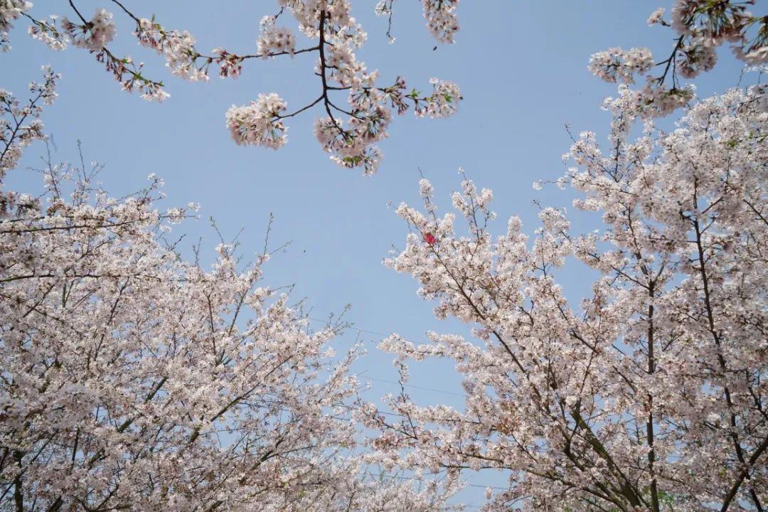 春天的味道｜绝美！免门票！粉樱如海，四季东城农庄2022赏樱季开启！