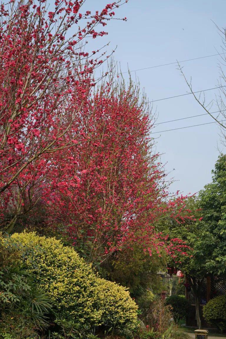 春天的味道｜绝美！免门票！粉樱如海，四季东城农庄2022赏樱季开启！