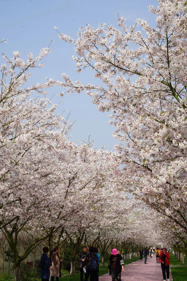 春天的味道｜绝美！免门票！粉樱如海，四季东城农庄2022赏樱季开启！